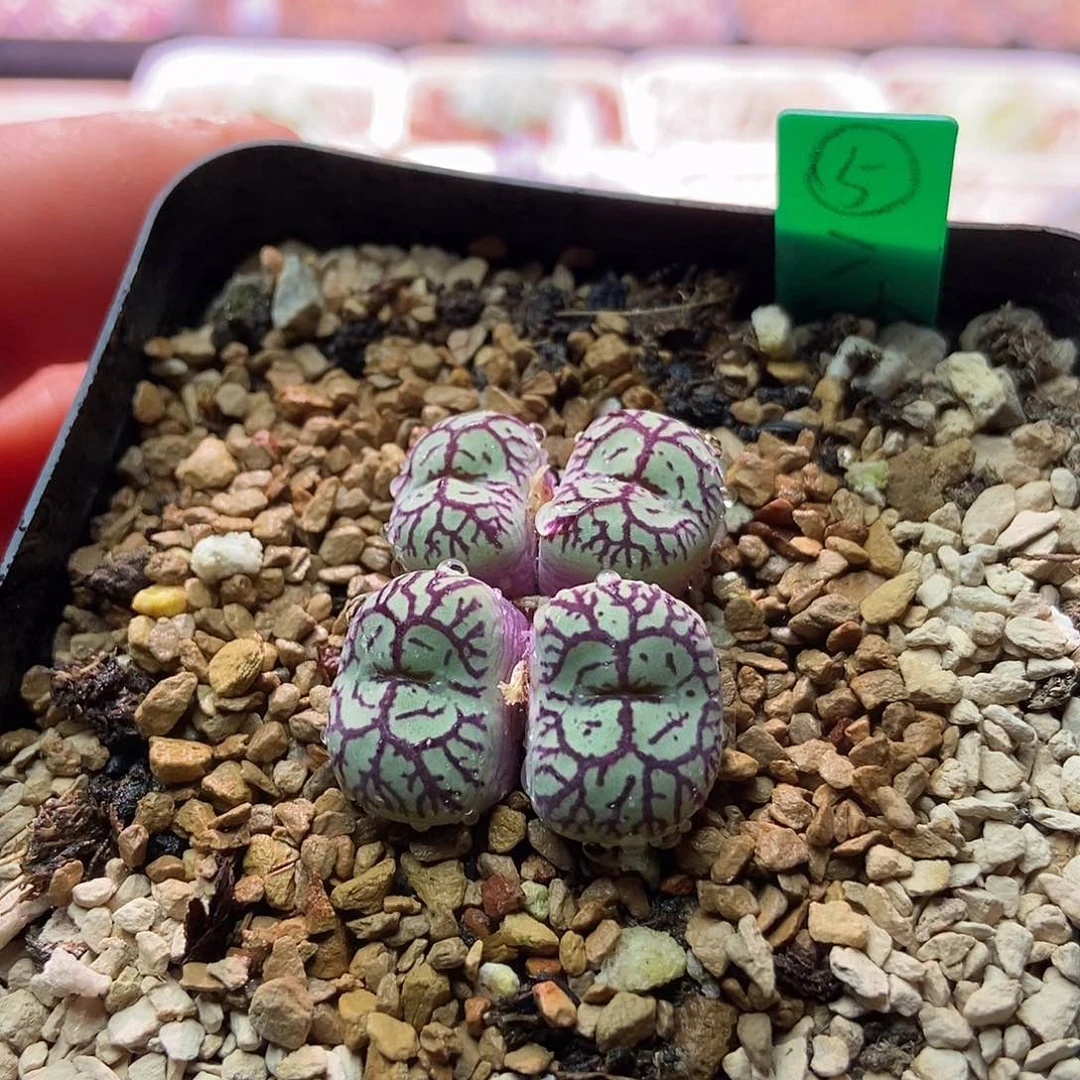 八重墨5号母本种子10粒包邮