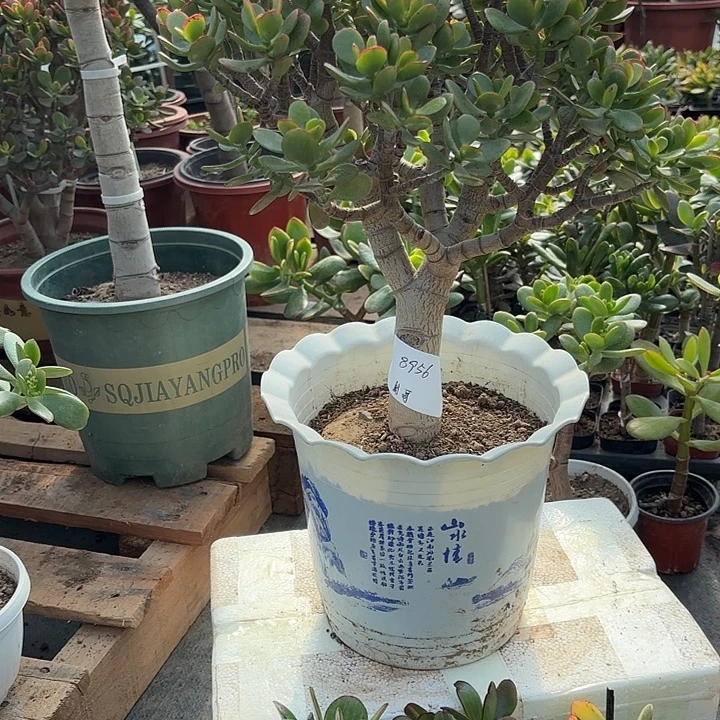 封***…当前无花栽培后可以开花糖果姬红90