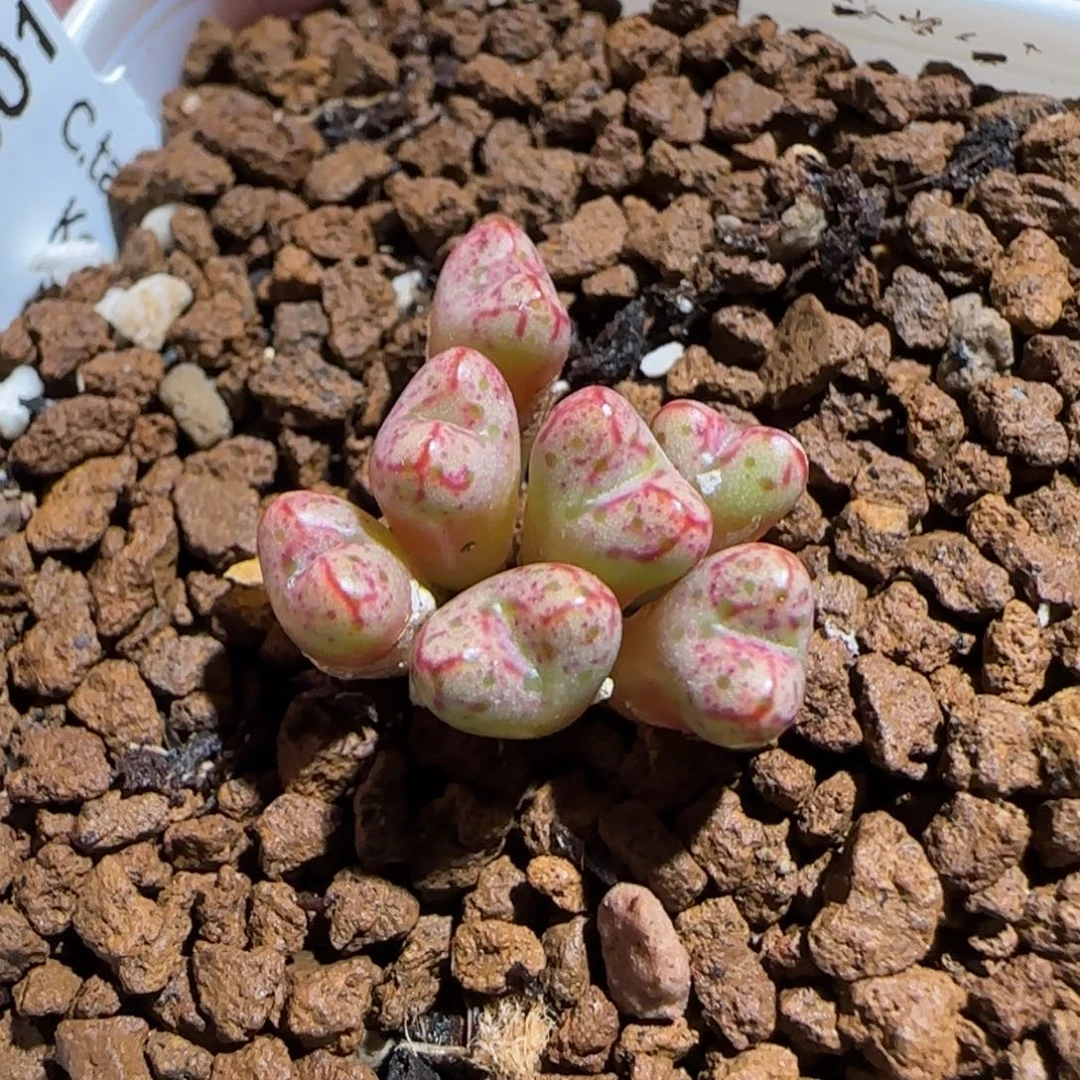 肉锥多肉植物组合-海伦利亚1595