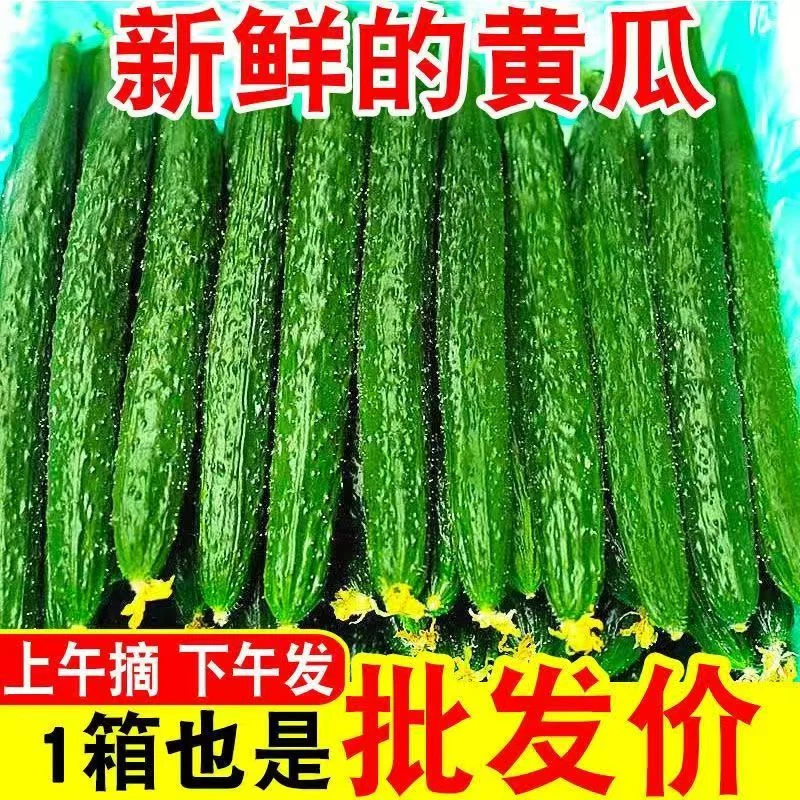 东北水黄瓜新鲜带刺绿瓤黄瓜现摘当季可生吃凉拌应季蔬菜整箱包邮
