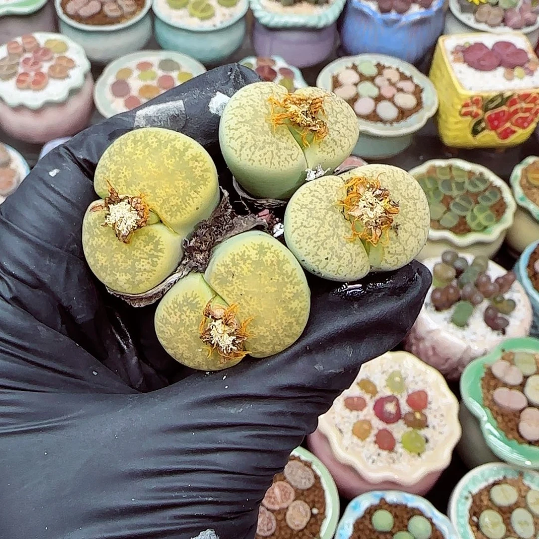 生石花满18包邮1203-105