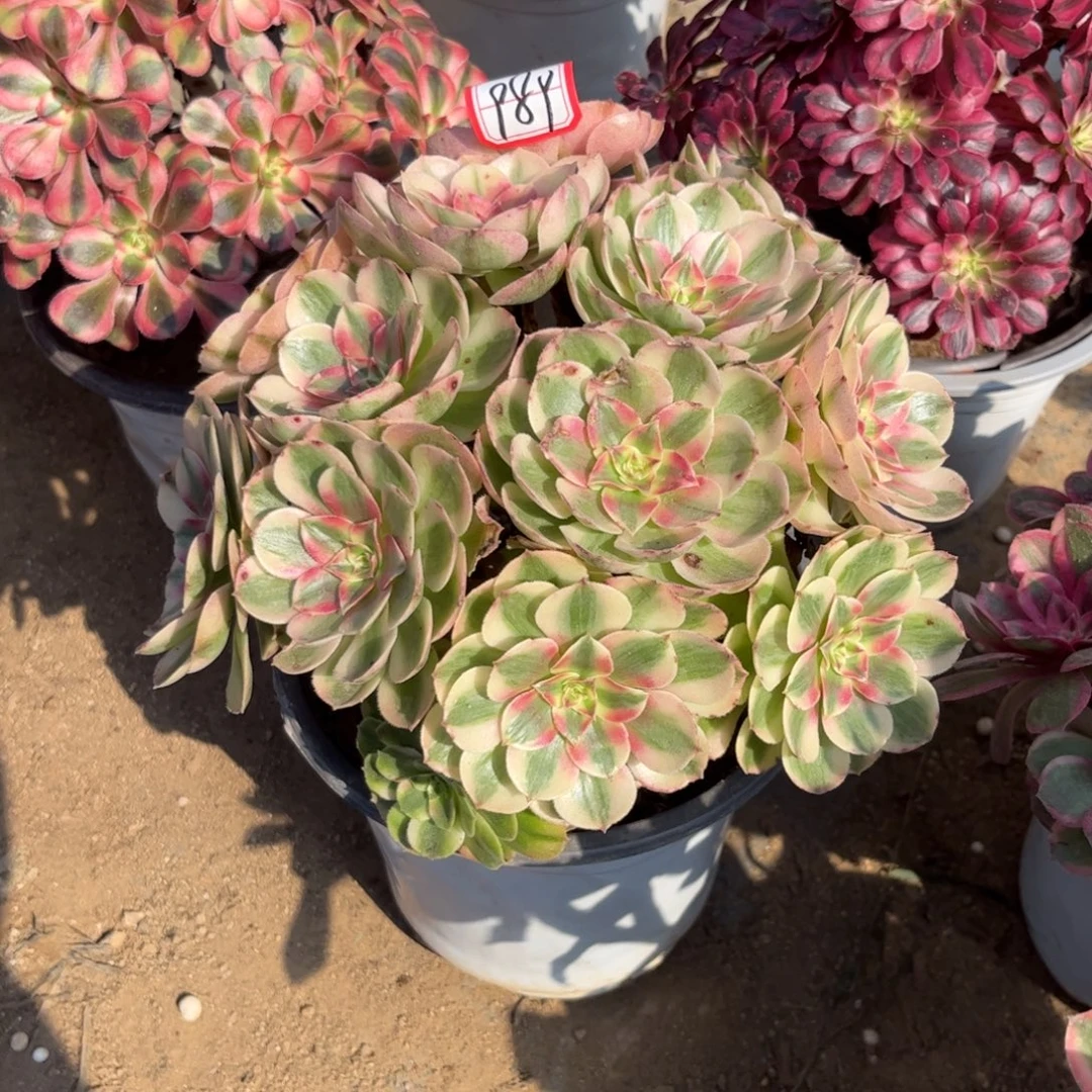 989多肉植物荔枝法师