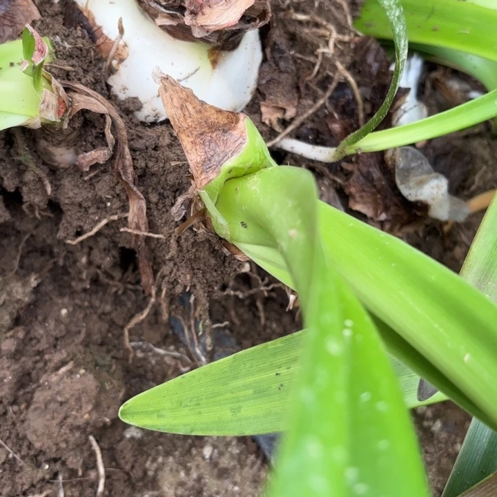 无花朵放**经杂交单瓣带侧