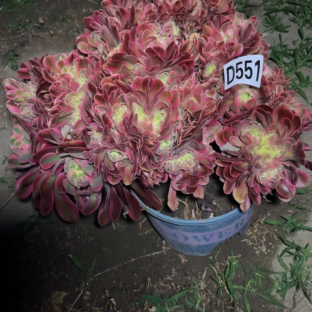 香妃法师28-外包邮左