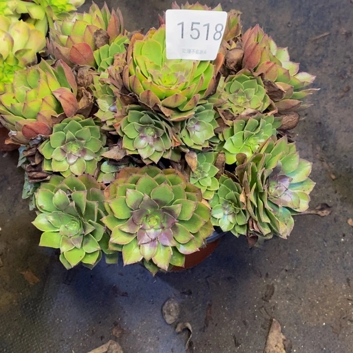 桃花石多肉断头不包1518