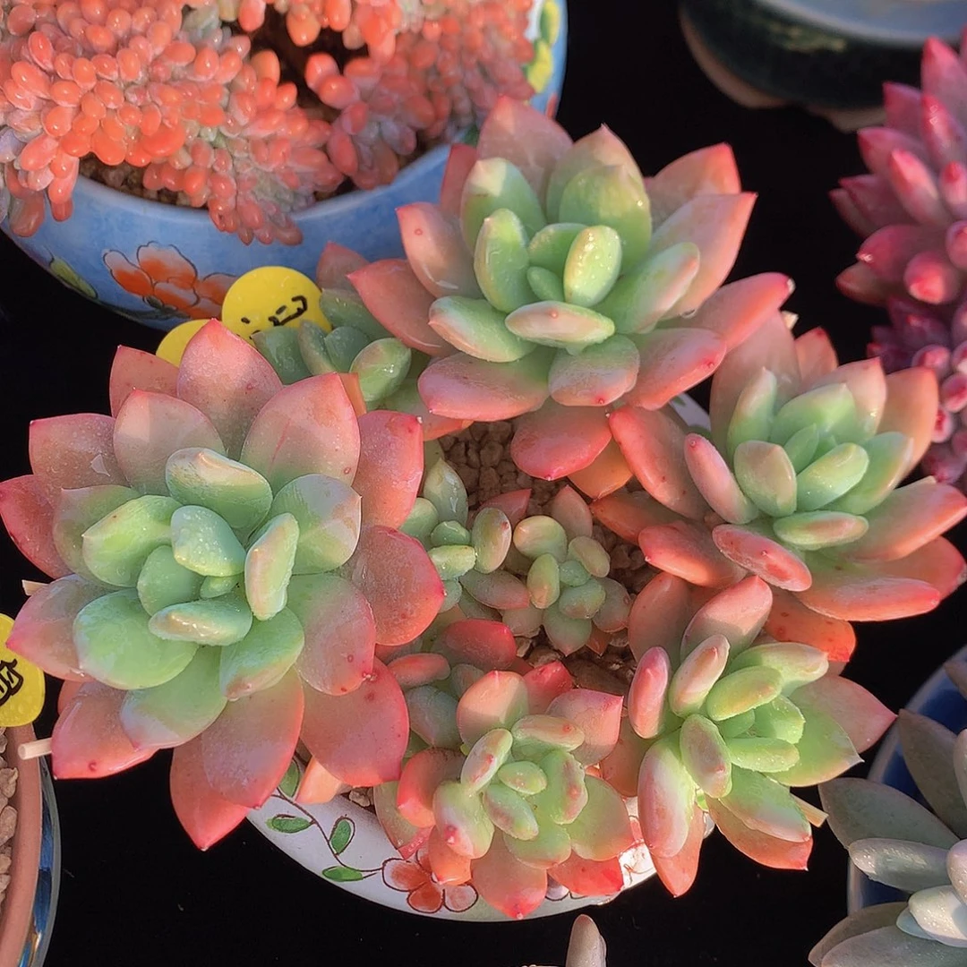 海洋之星多肉一物一拍