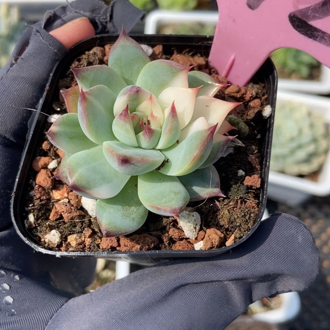 942吉娃娃锦多肉植物保护