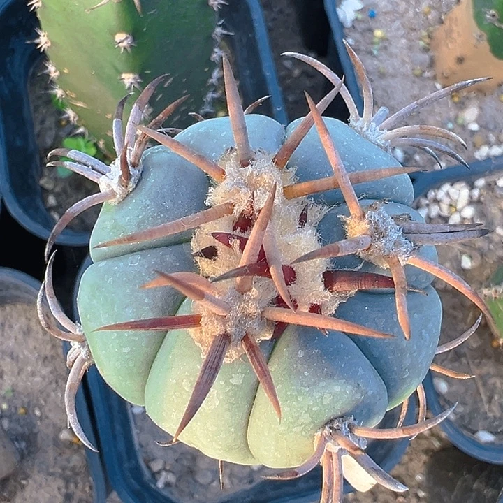 花王。 苗接。 13。