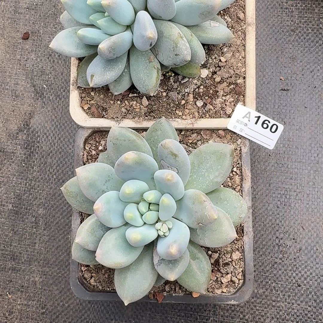 大***丁A160  售后范围：签收起7天内