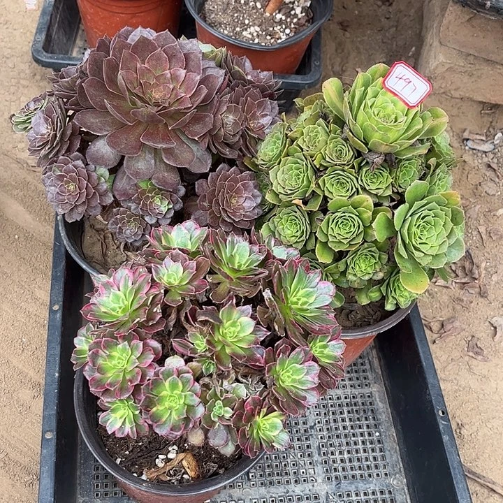 497多肉植物组合，