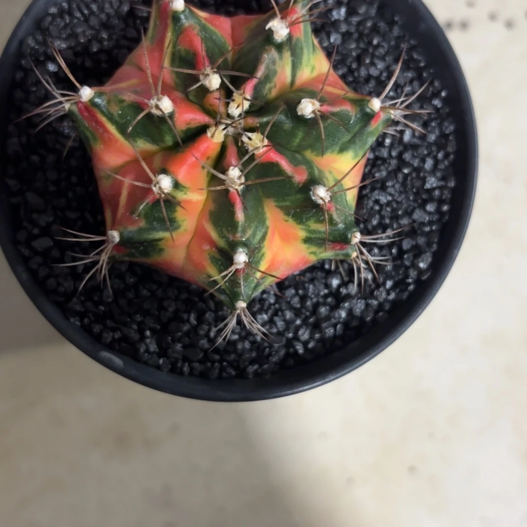 255-1126泰国发货多肉