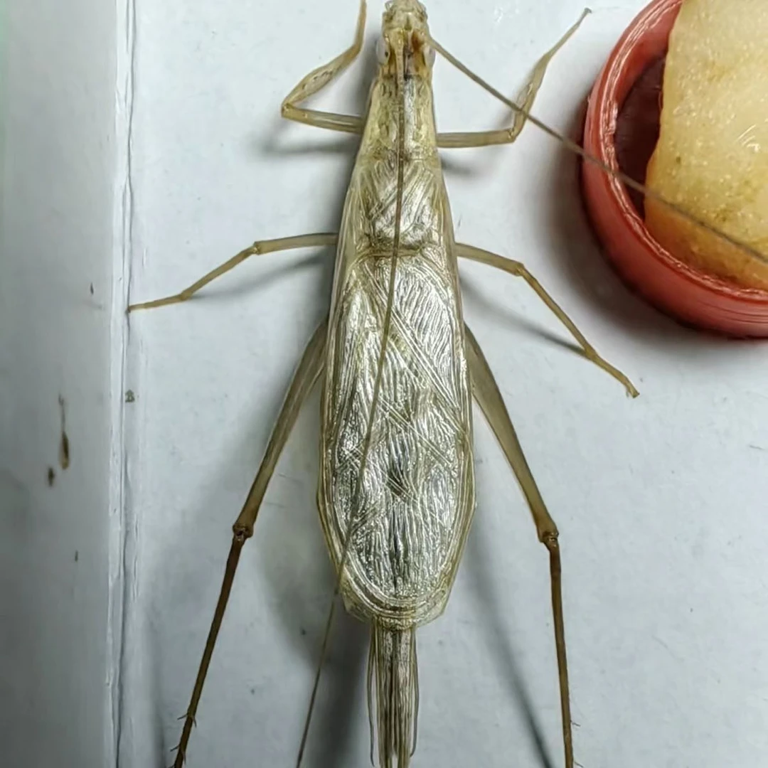 稀有柬埔寨憨叫野生竹蛉个头大模型1只