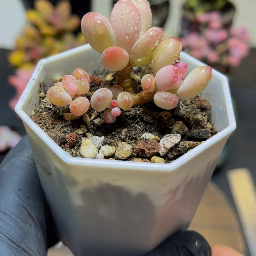 175二代苹果奶酪5厘米多肉