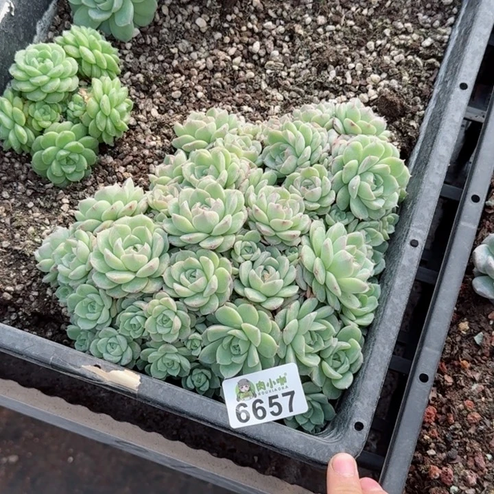 小****0多肉植物多肉植物