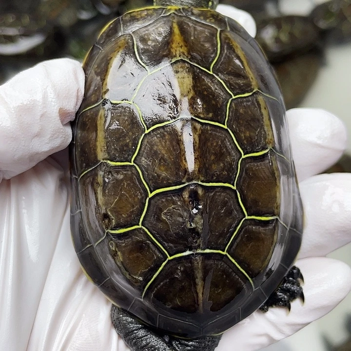 中华草龟公苏北金线草龟外塘龟