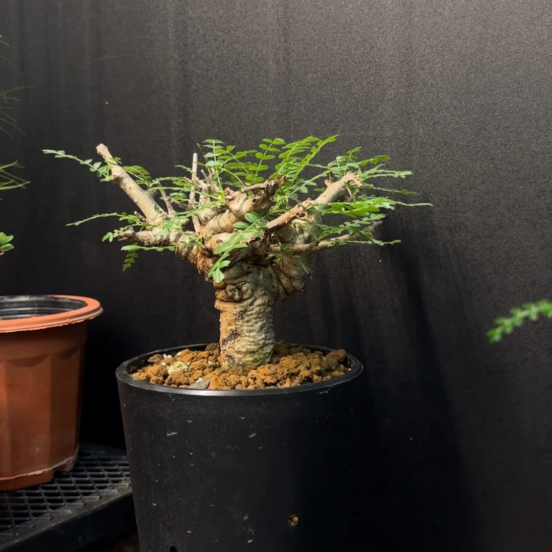 尼勒达乳香产地带盆土