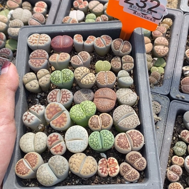 ⦁***富生石花等植物232