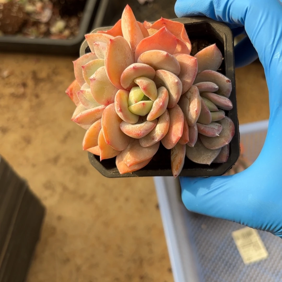 三头老桩奶茶一物一拍