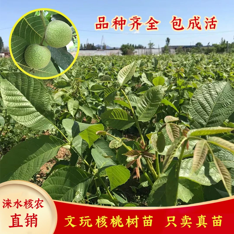文玩核桃树苗南疆磨盘蛤蟆头元宝铁锤红锦鲤四座楼大粗筋金字塔