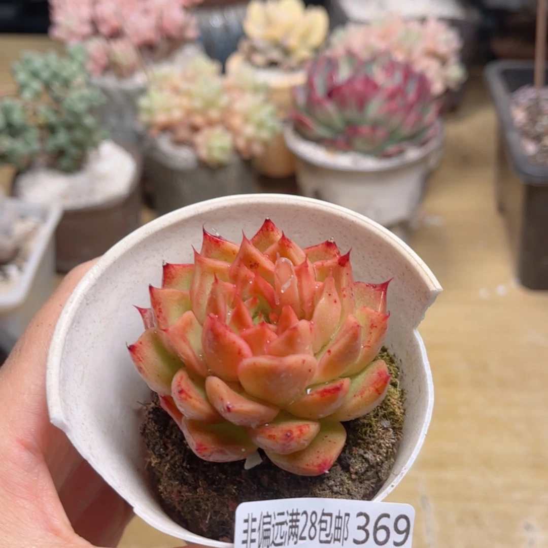 【闪购商品】369……