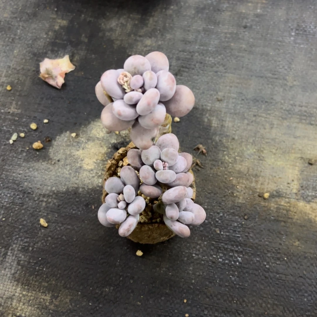 回***香奶酪18 零零多肉植物