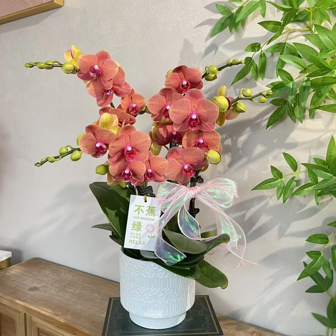 蝴蝶兰《金桔》25年爆款橙花爱某仕橙 好养耐养带花带花苞 基地直发