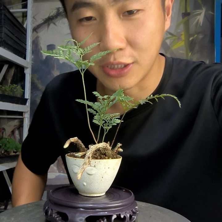 一*心中青园艺一物一拍431