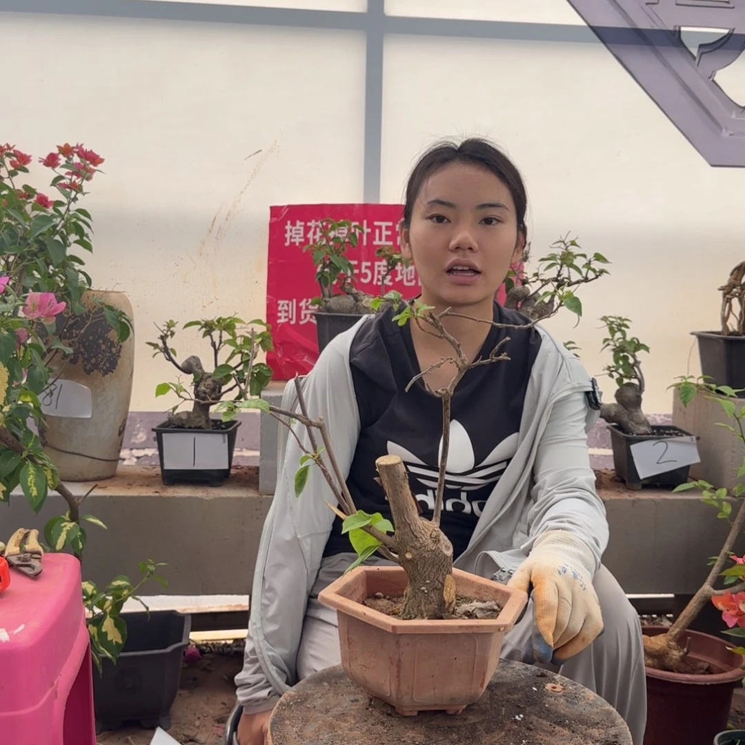 大部分花苞少量开放