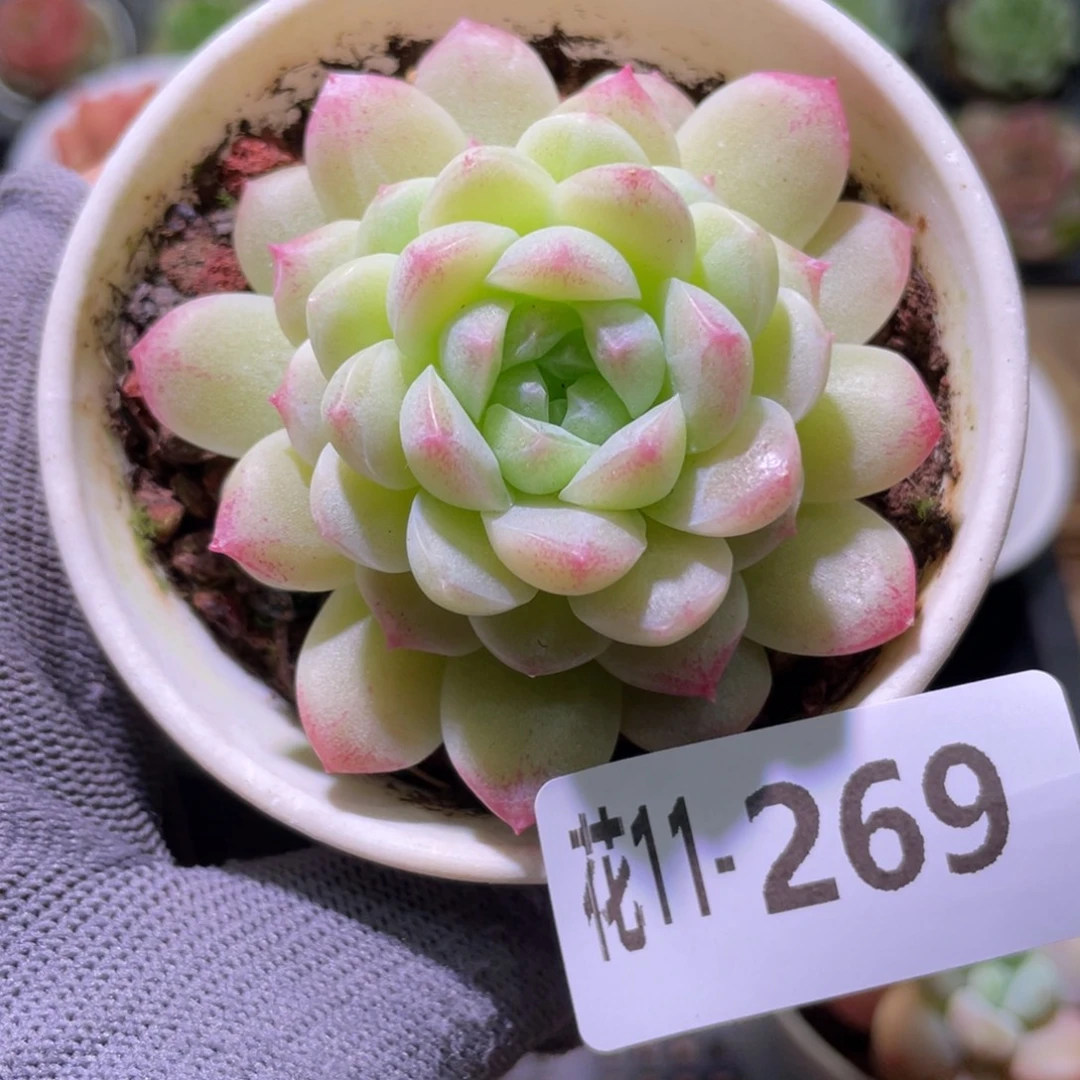 花利美11-269新品