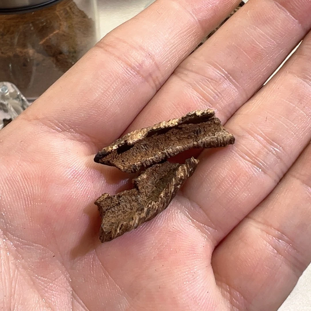 清***新沉香沉香碎屑海南文昌沉水鸡母虫1.5g