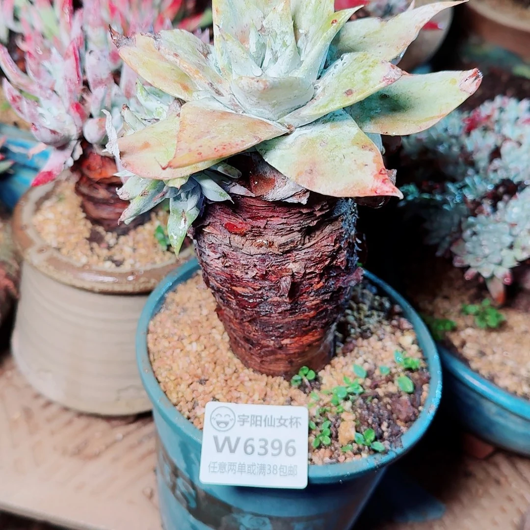 6396雪山仙女杯多肉