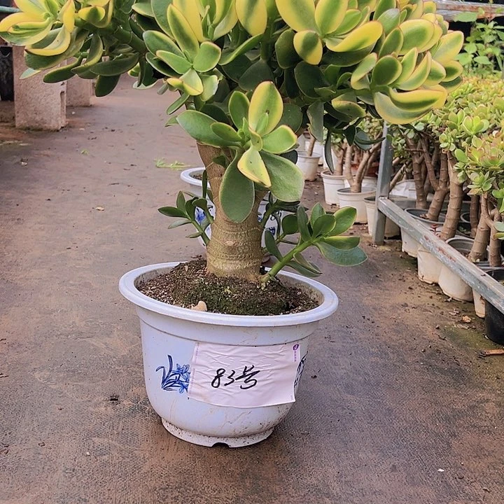 83号新花月景不带盆一物一拍