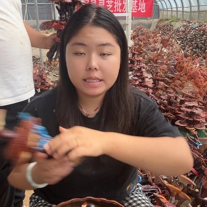 无花朵琴灵芝花开了吗