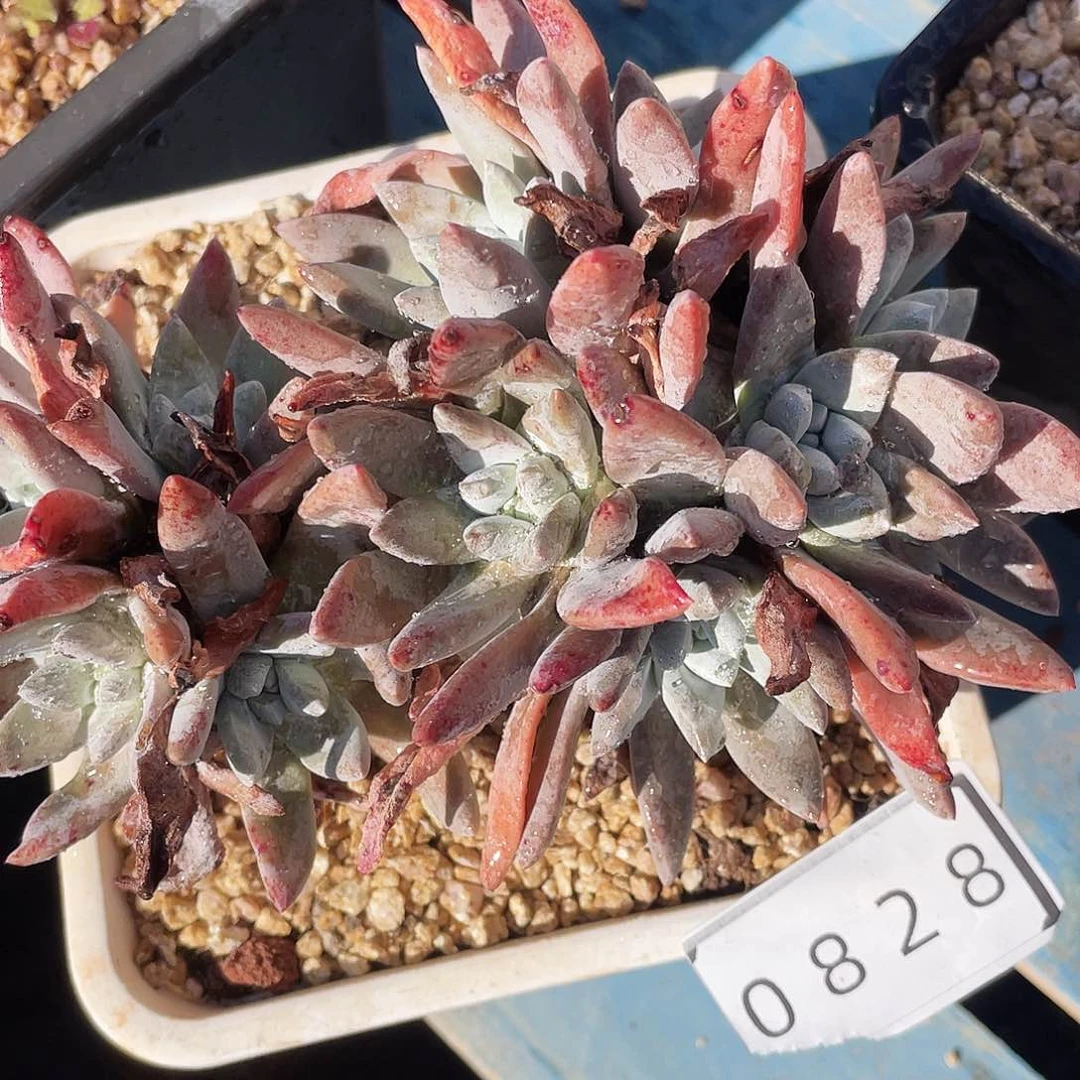 贝拉杂拇指老桩0828