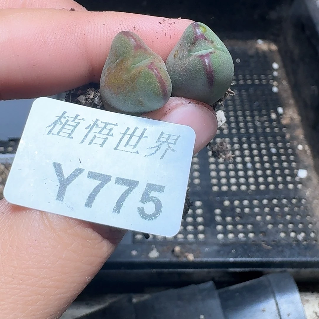 775号的植物哇c g