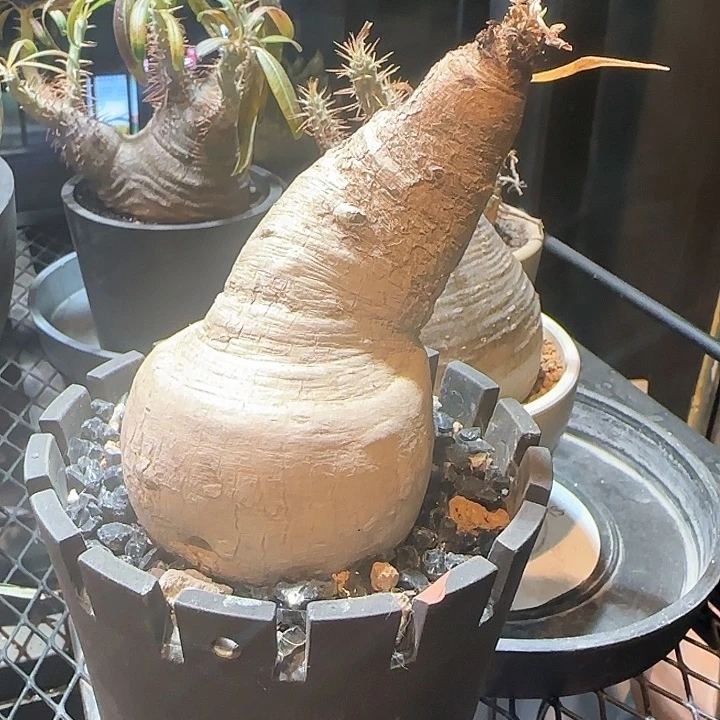 盆栽植物植物不带盆