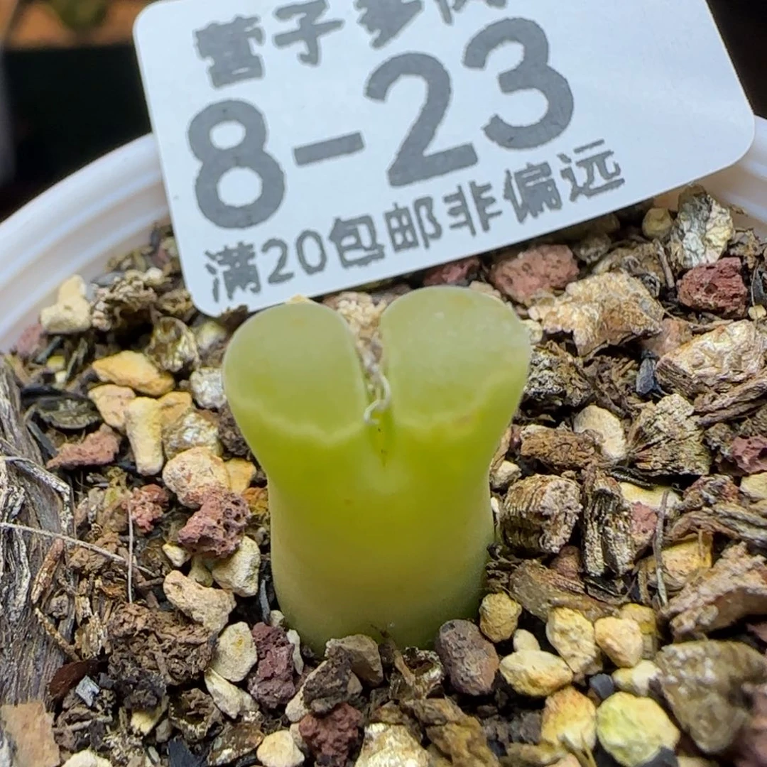 天鹅绒带盆土发货。