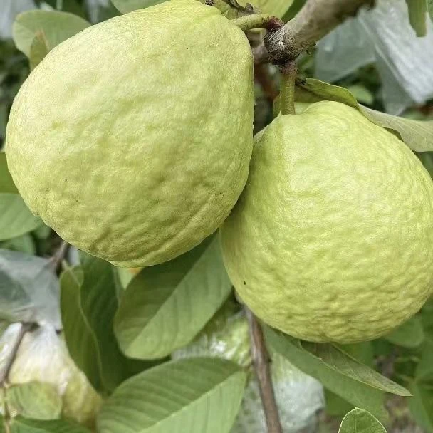 【5斤】广西甜脆番石榴当季水果新鲜现摘脆甜白肉番石榴