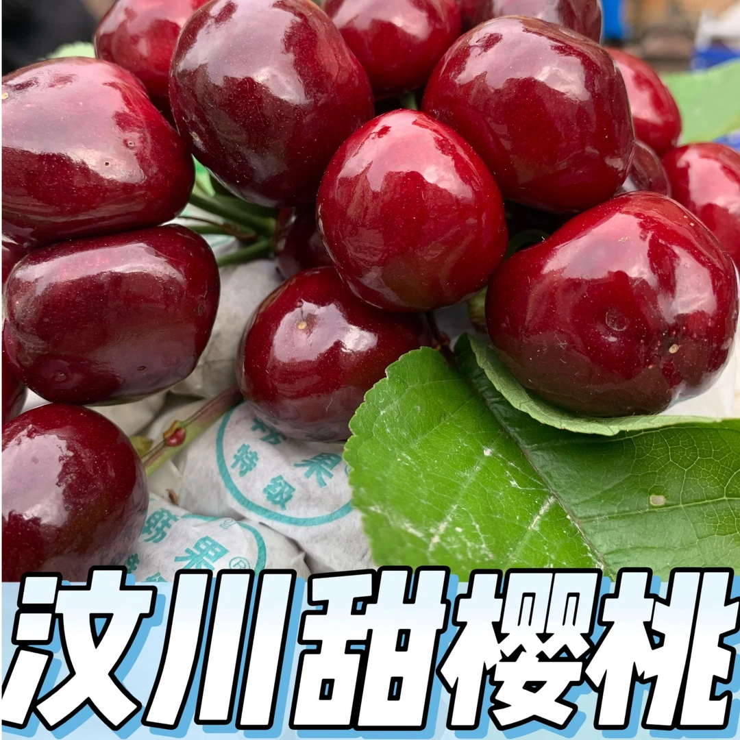 【国产四川】}汶川甜樱桃顺丰包邮冷链发货【红灯】