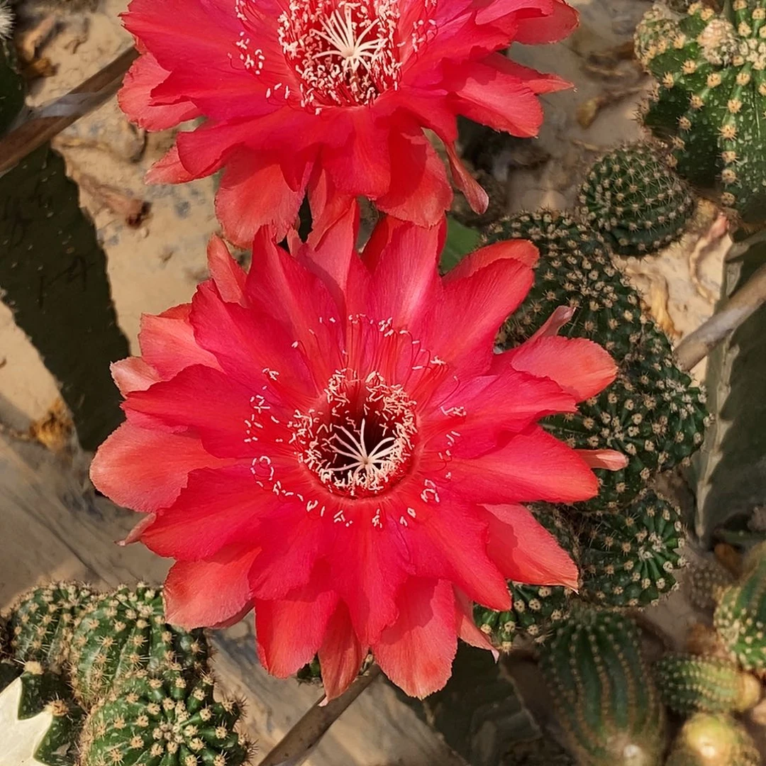 彩 3-1侧芽歪5公分以上