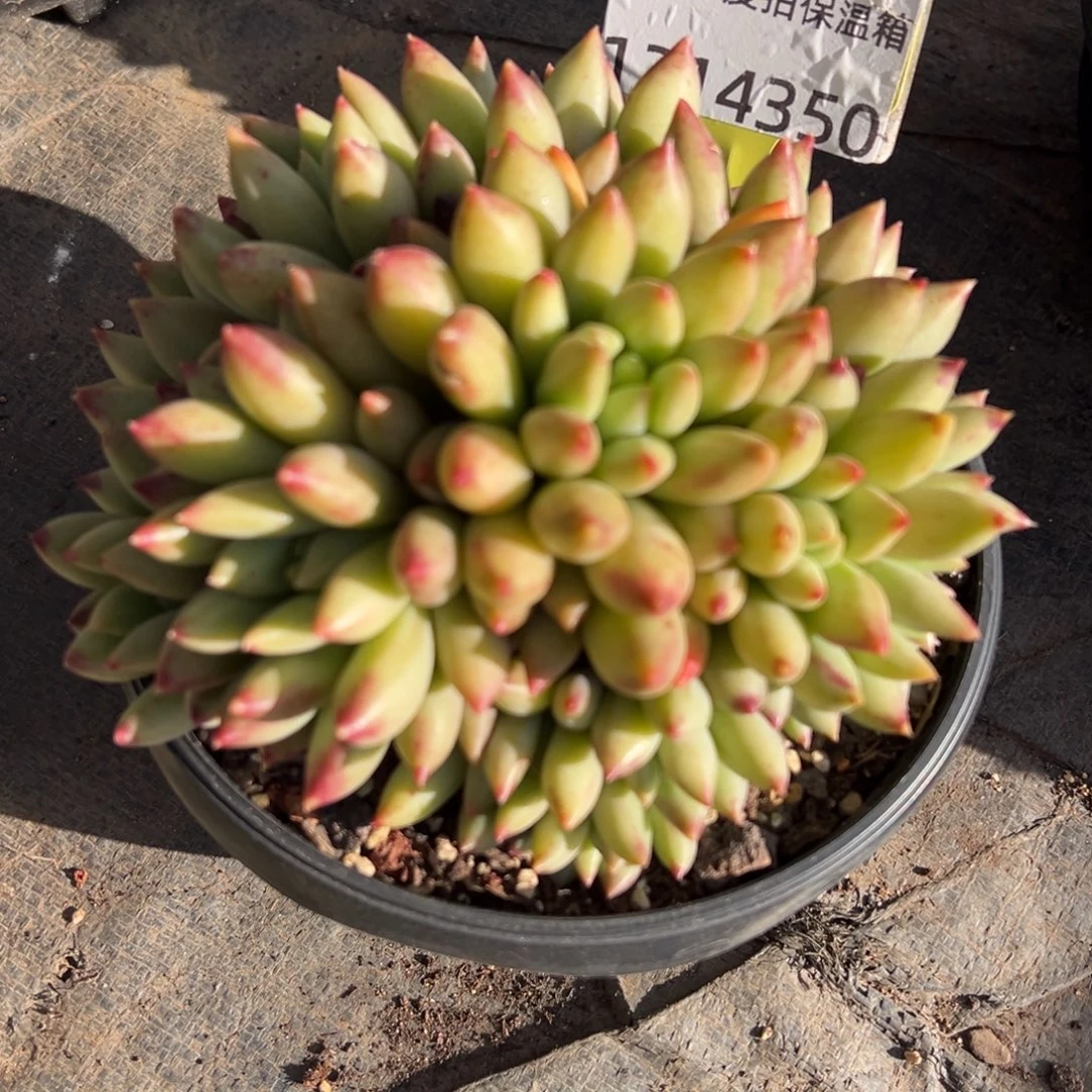 1214350 二代虞群生无砍15头