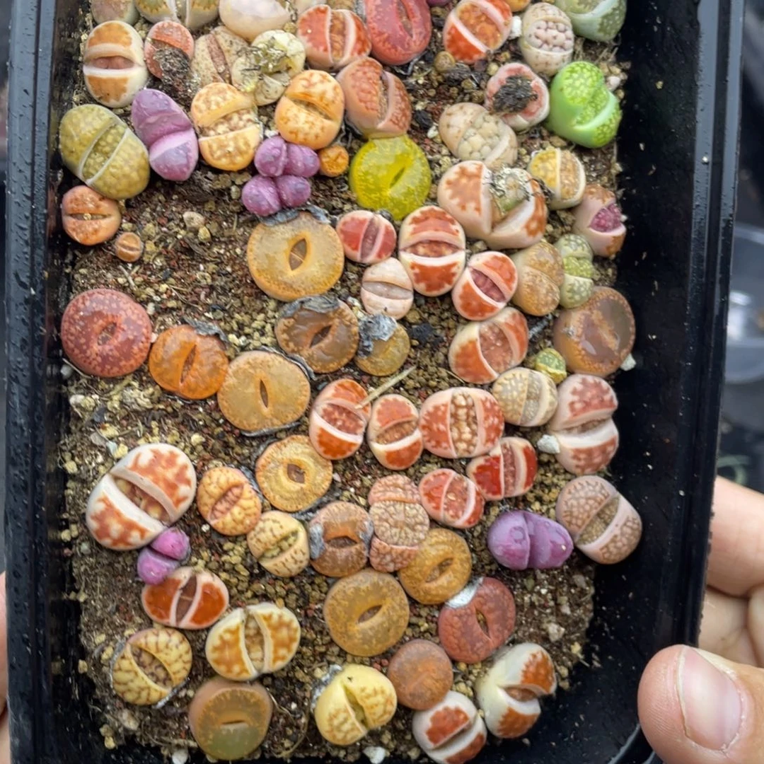 红陶永****门000000000620