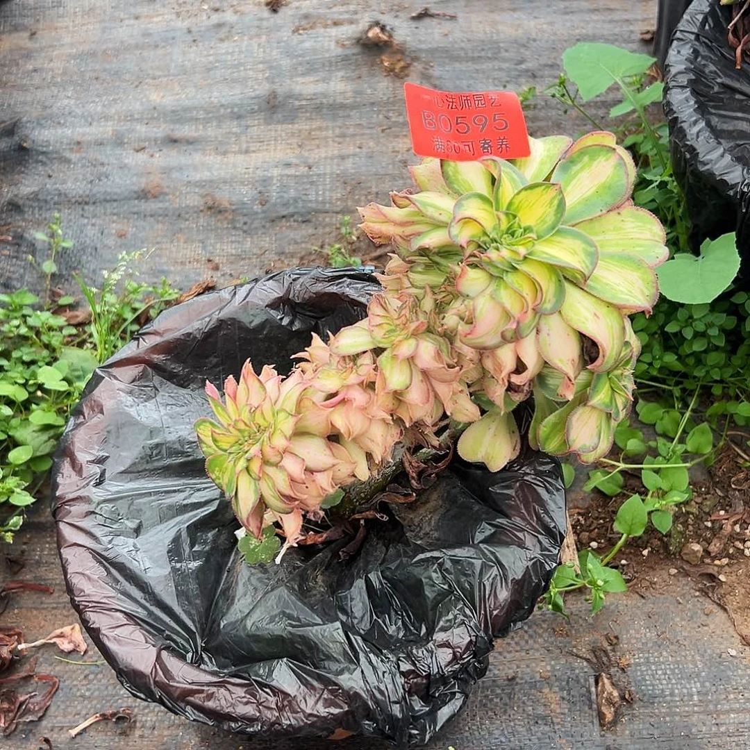 0595多肉植物、幻彩缀化