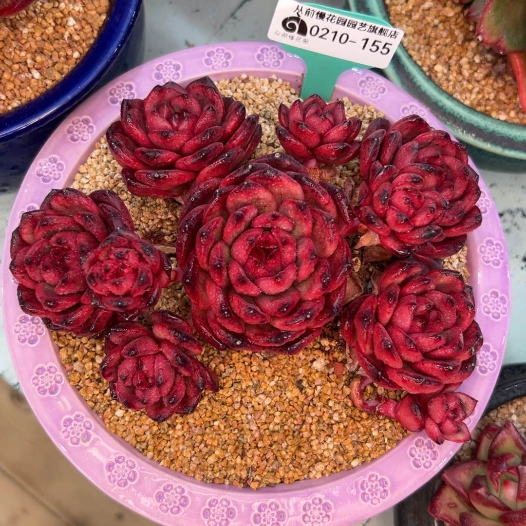 多肉一物一拍0210-155