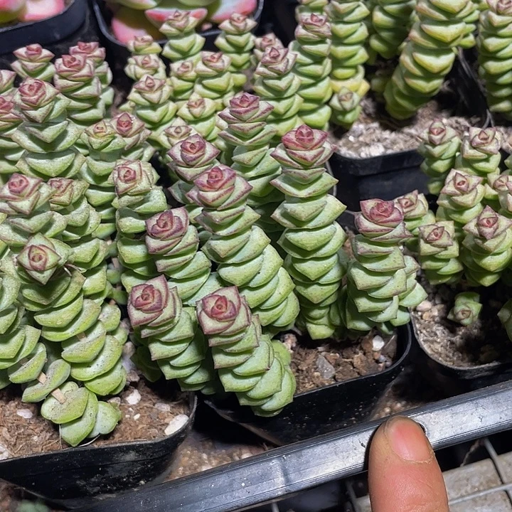 普通钱串群带盆土发发