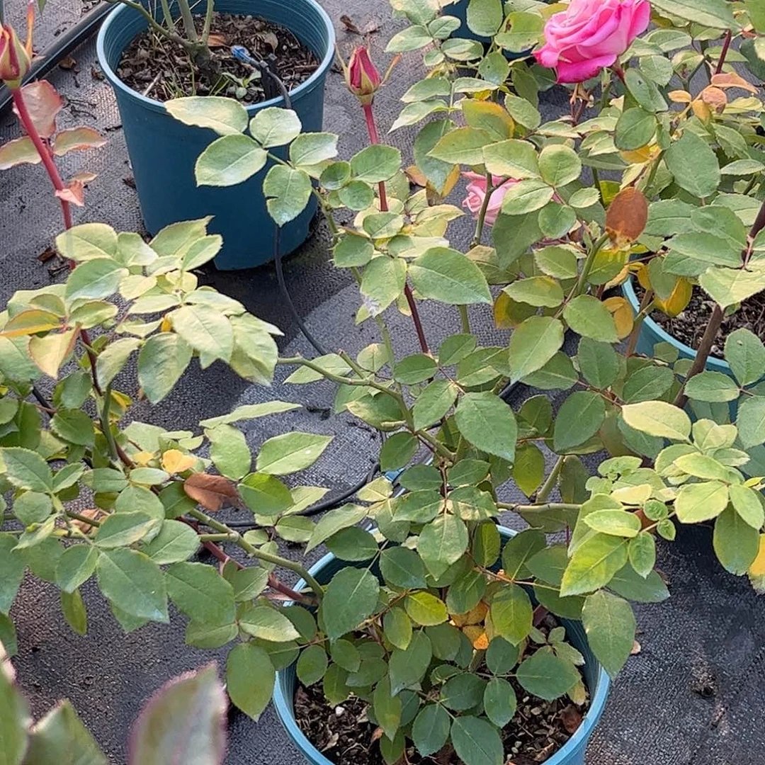 无花朵巴巴鲁，1.8加仑土球发货