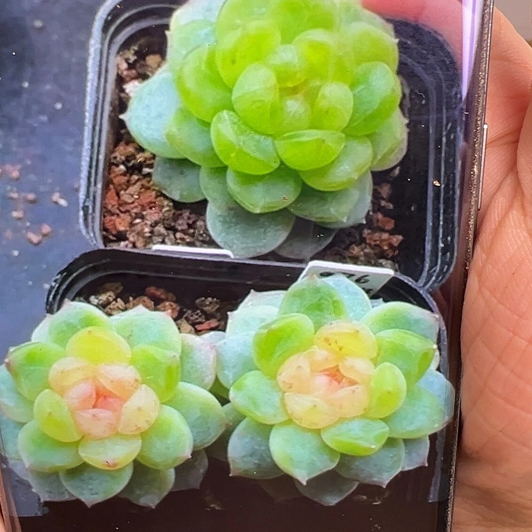 P76甜心状态图。