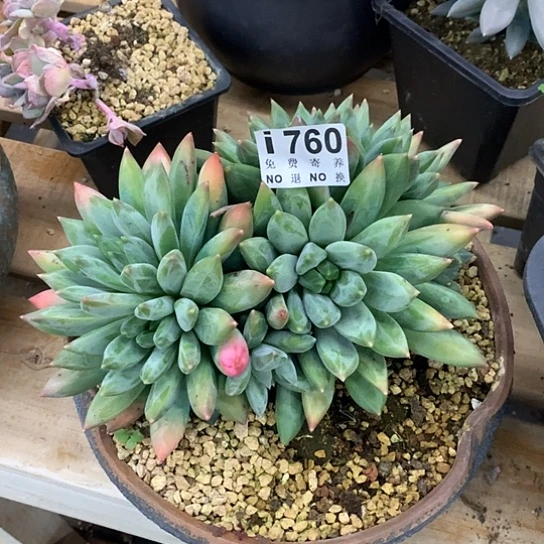 天***涯重楼760 亏本处理不退不换7-8天发货