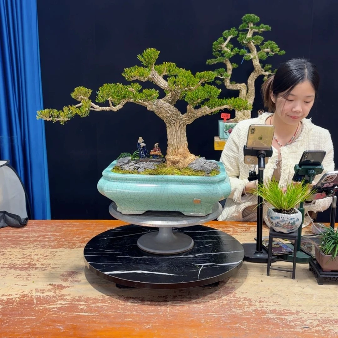 黄杨室内室外好养