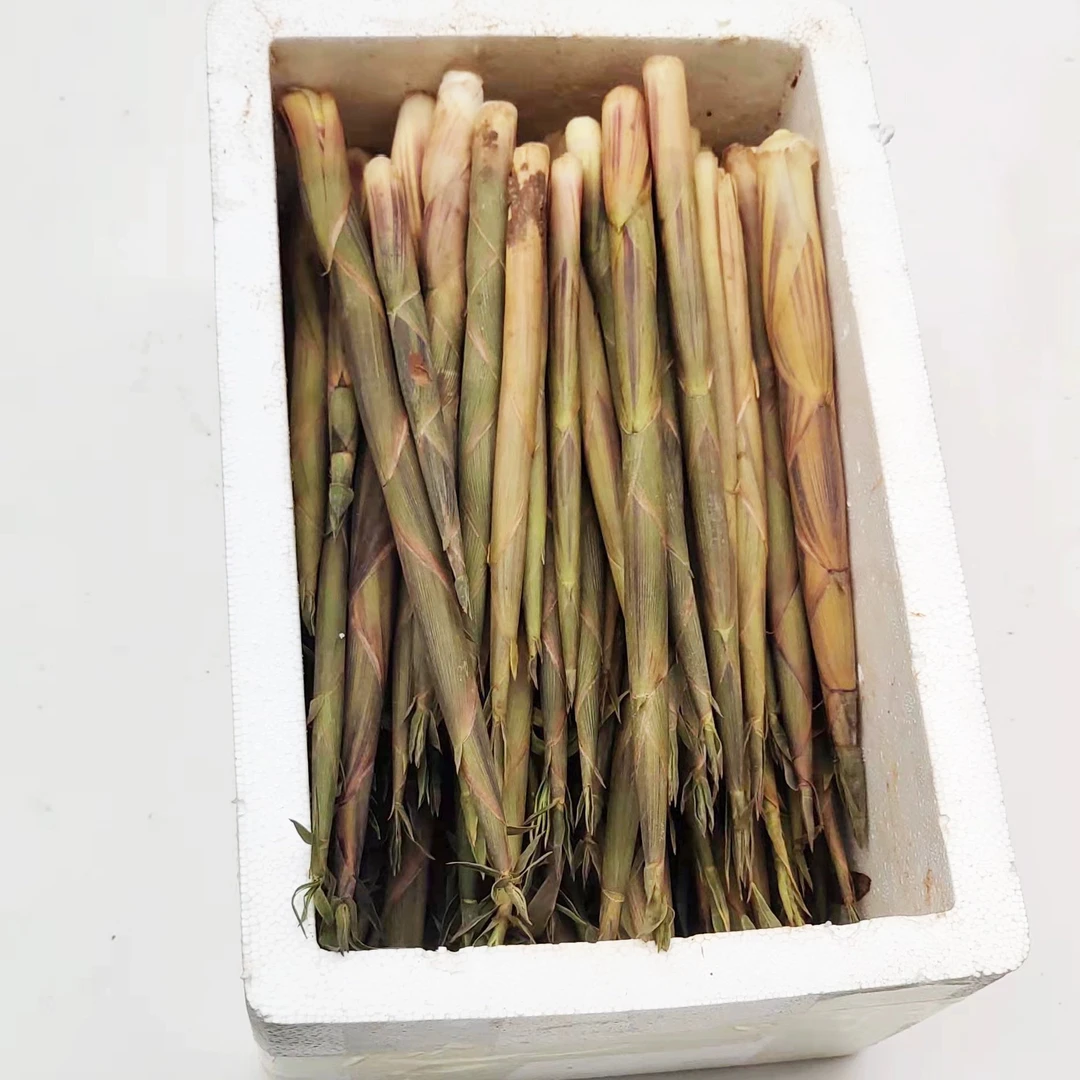 2025新鲜湖南小笋春笋野笋带壳5斤3斤装精选现挖山竹笋绿皮笋嫩笋